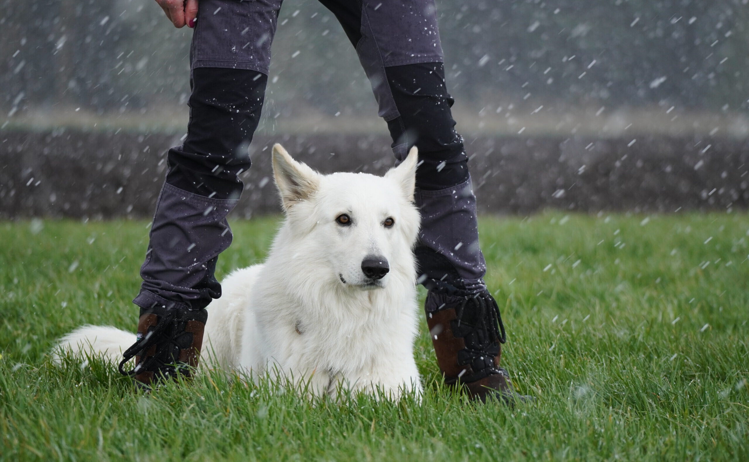Weißer Schäferhund im Training