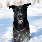 Social Walk Hundetraining - Gruppenkurs für soziales Verhalten in Rosenheim