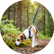 Mantrailing Hundetraining - Einzelkurs für Duftspurverfolgung in Rosenheim