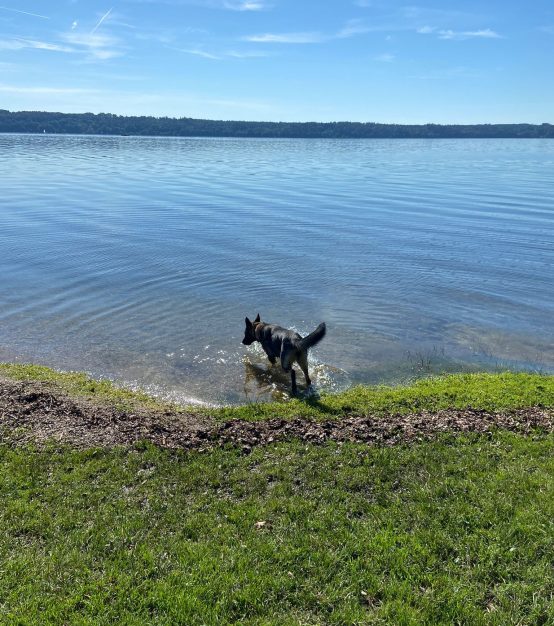 Starnberg spezielles Hundetraining