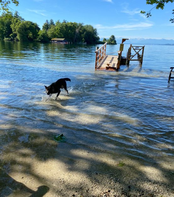 Tutzing Hundetraining